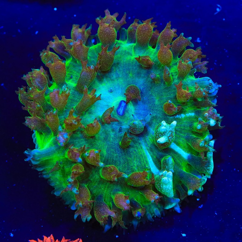TSA Steamboat Willie Saint Thomas Mushroom Coral