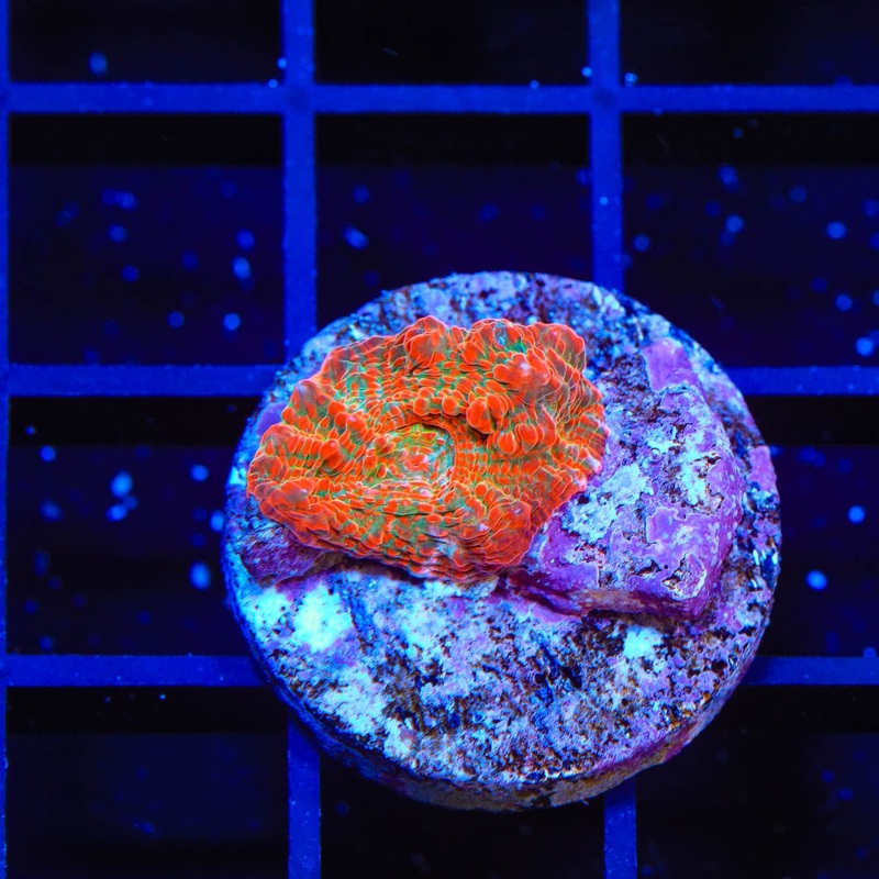 TSA Tangerine Haze Chalice Coral