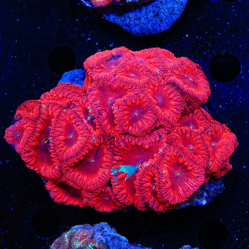 Ultra Blastomussa Colony Coral