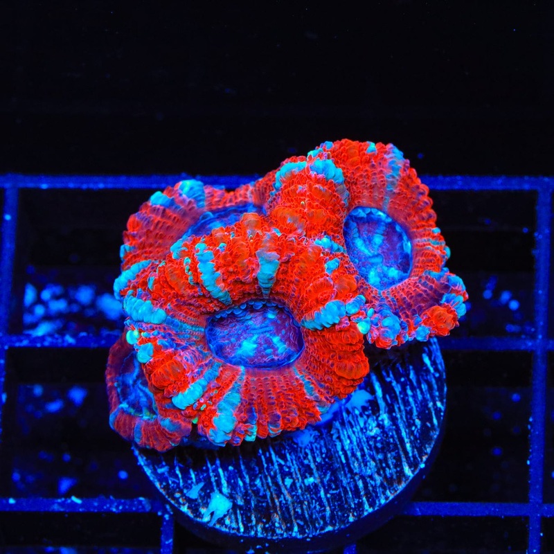 Ultra Deep Water Acan Coral