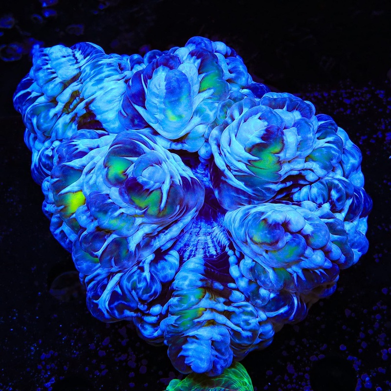 Ultra Indophyllia Coral