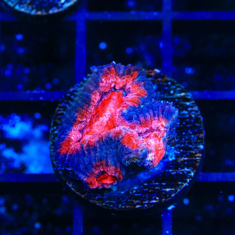 Ultra Micromussa Coral