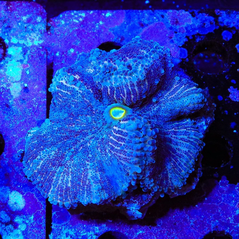 Ultra Yuma Coral