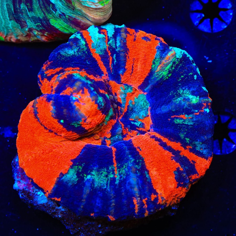 Warpaint Scoly Coral