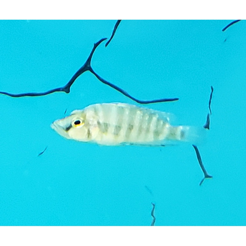Altolamprologus Compressiceps "'Sumbu Dwarf' Wild