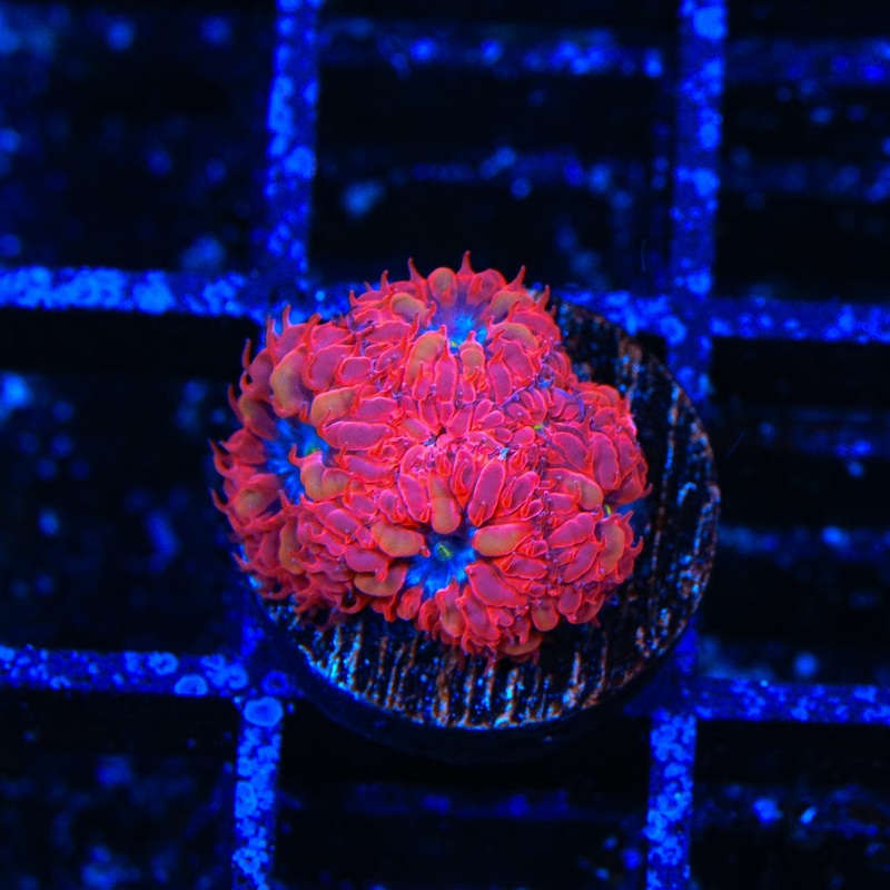Blue Raven Merletti Blastomussa Coral
