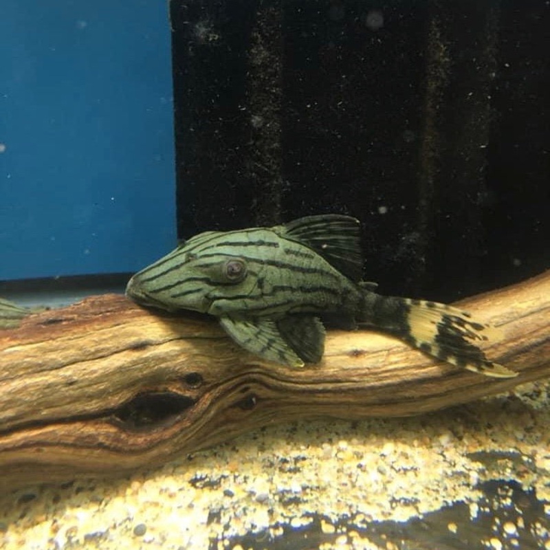 Broken Lined Royal Pleco L191 Small