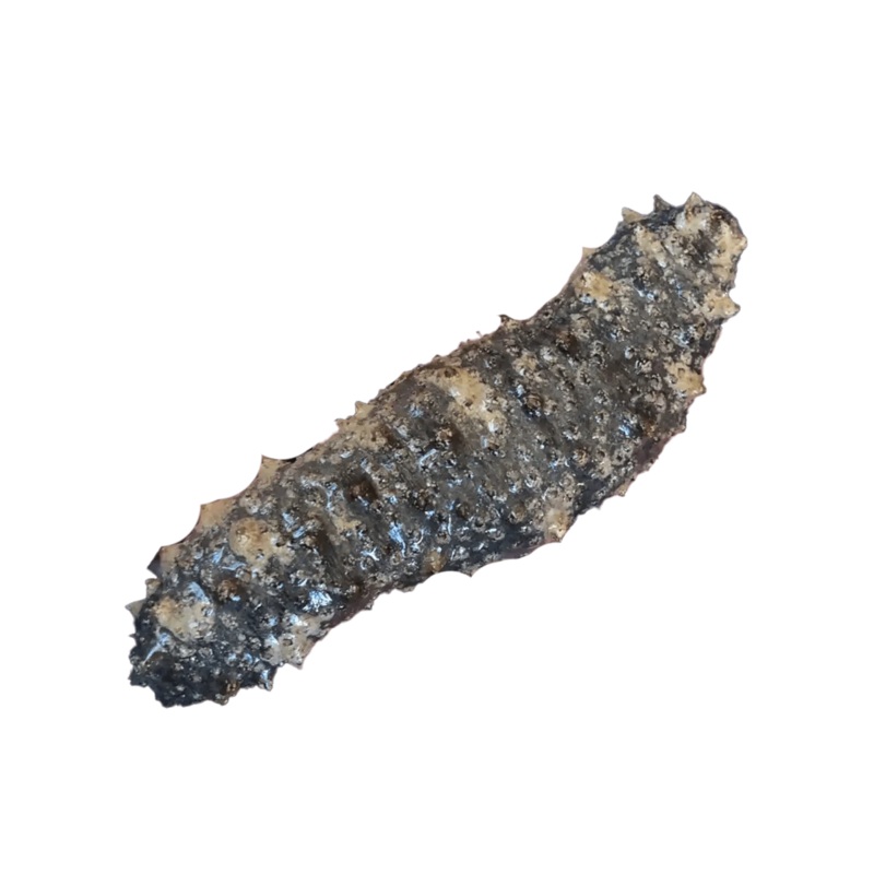 Caribbean Sea Cucumber