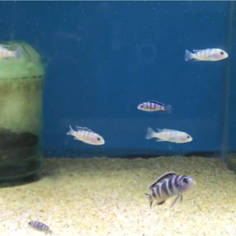 Chidongo Demasoni