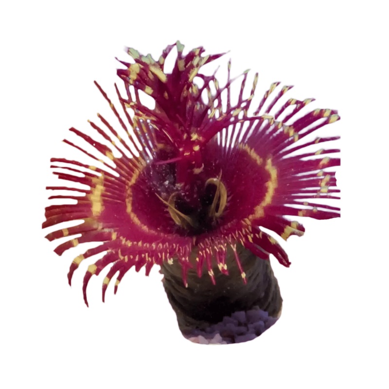 Coco Worm Feather Duster