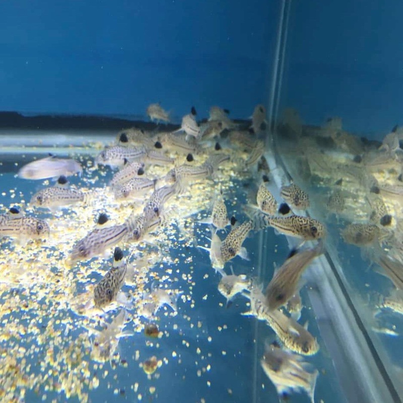 Cory julli - Corydoras julli