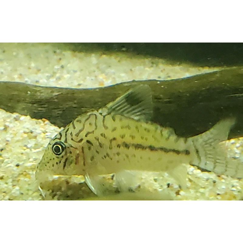 Corydoras Leopardus