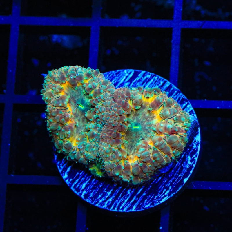 Cracker Jack Blastomussa Coral
