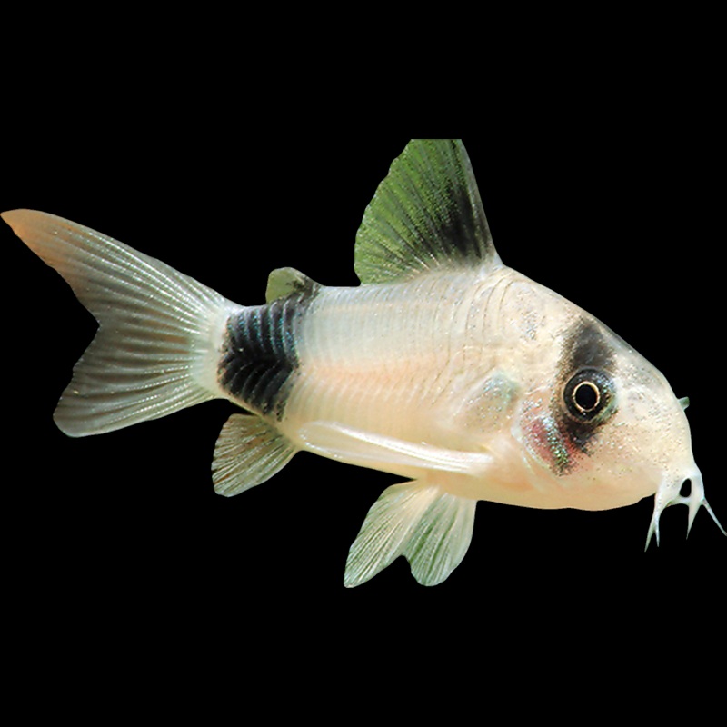 CW51 Panda Corydoras Catfish - Corydoras sp