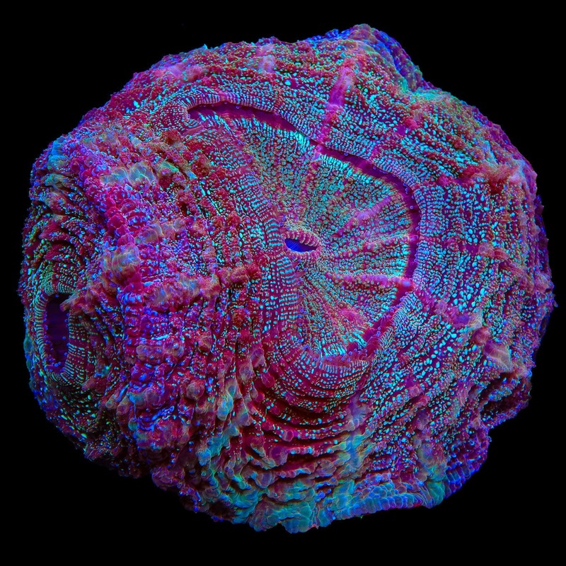 Double Head Rainbow Acanthophyllia Coral