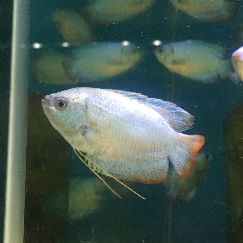 Dwarf Powder Blue Gourami