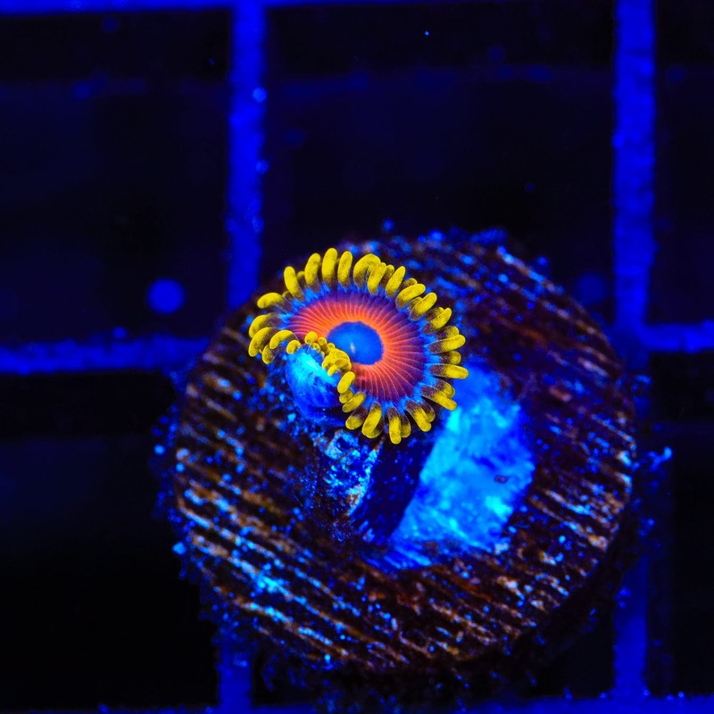 Eagle Eye Zoanthids Coral