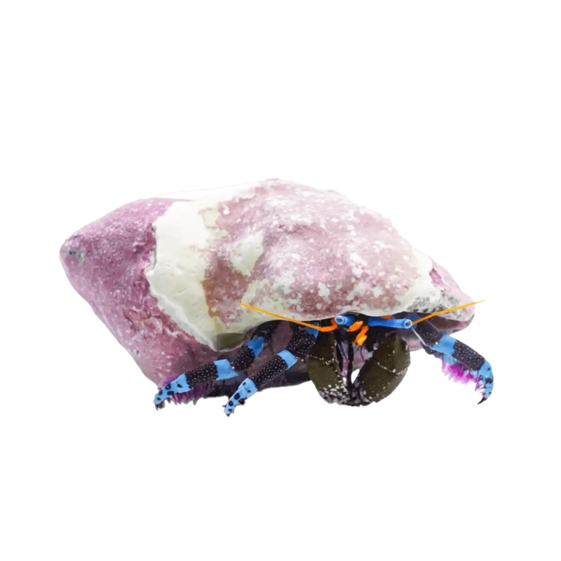 Electric Blue Hermit Crab