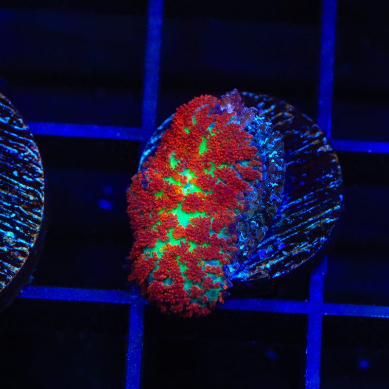 Forest Fire Rhodactis Mushroom Coral