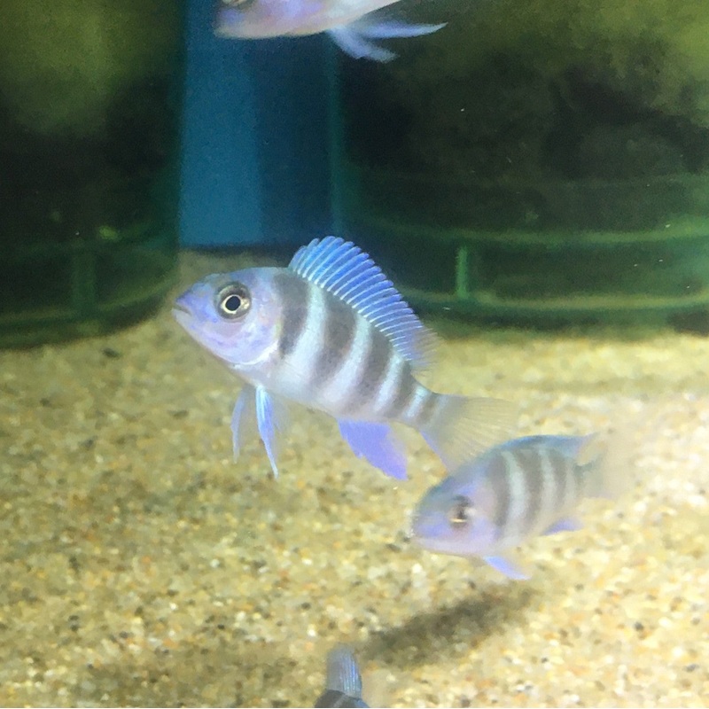 Frontosa Moba  F1
