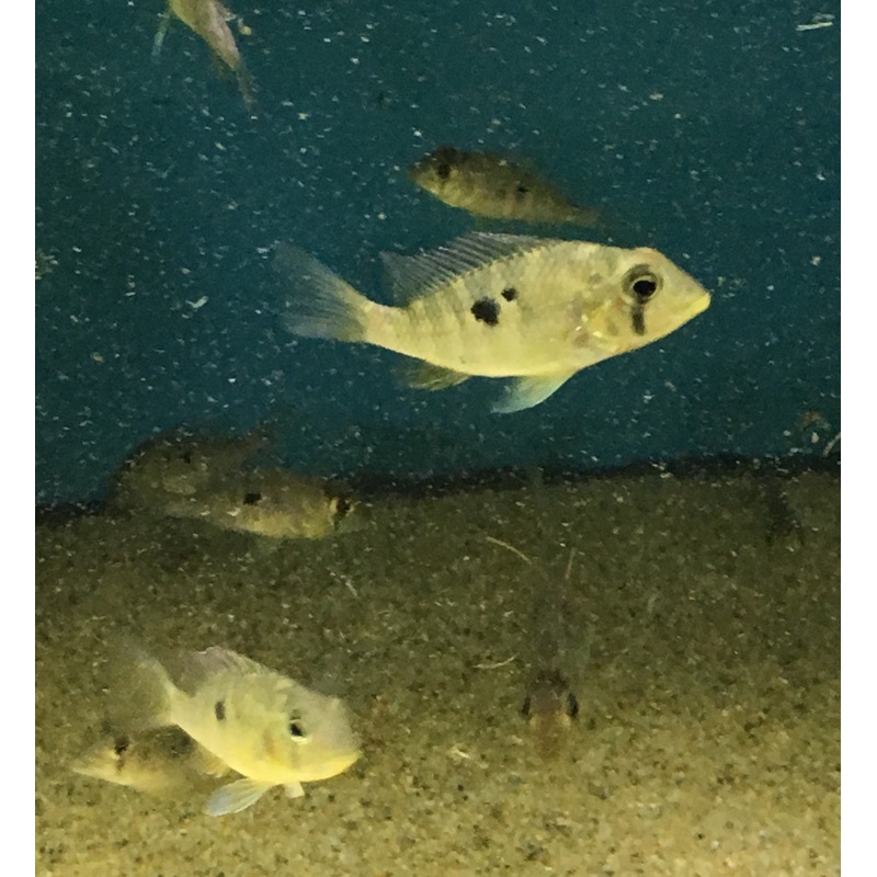 Geophagus Sp. Rio Olamar Small