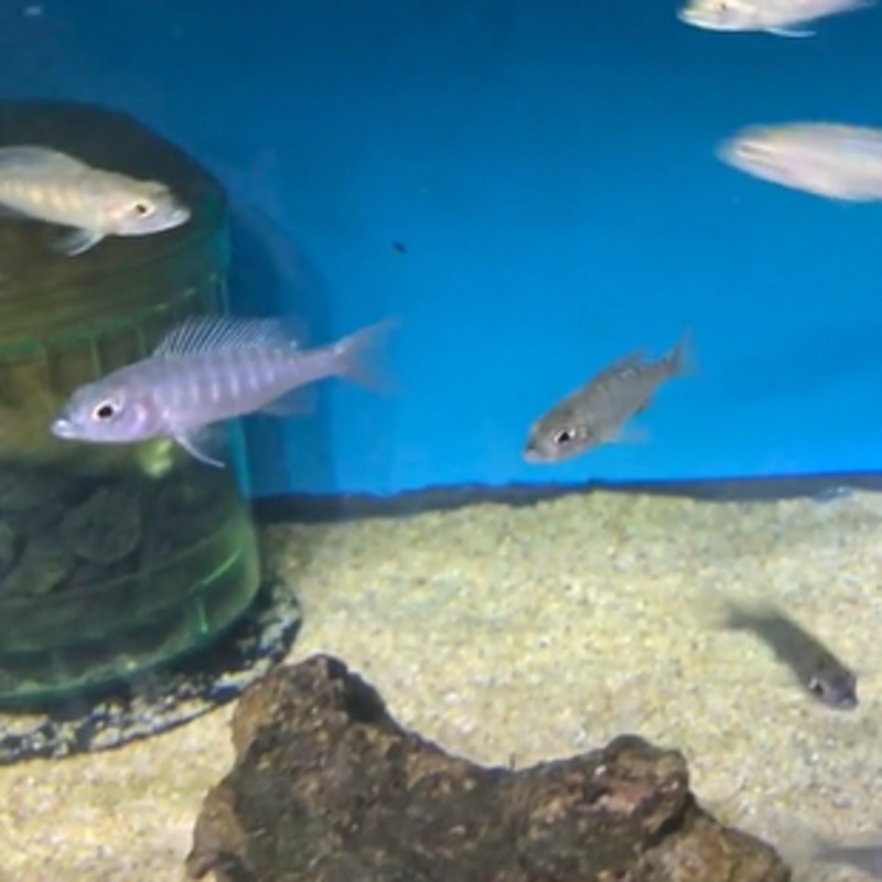GERMAN ICEBERG ELECTRIC BLUE SMALL