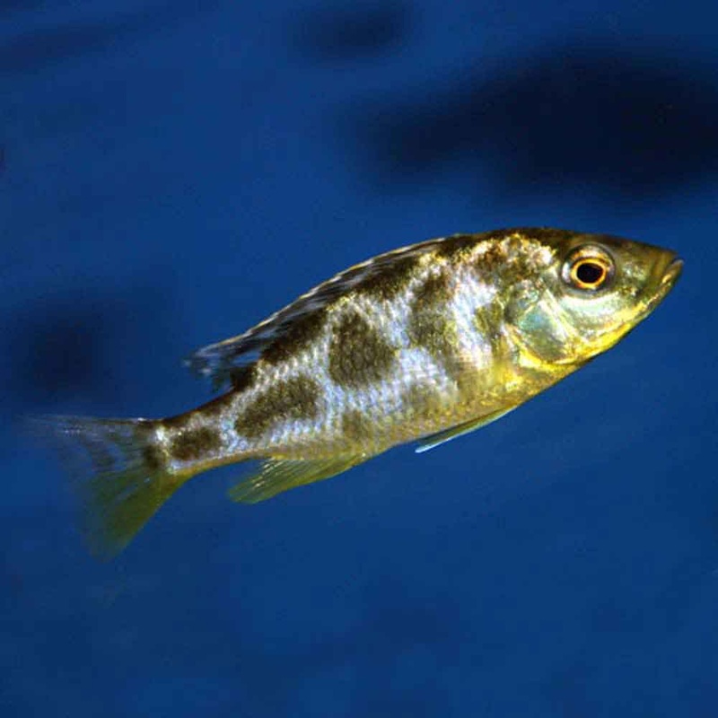 Giraffe Cichlid Nimbochromis Venustus Small
