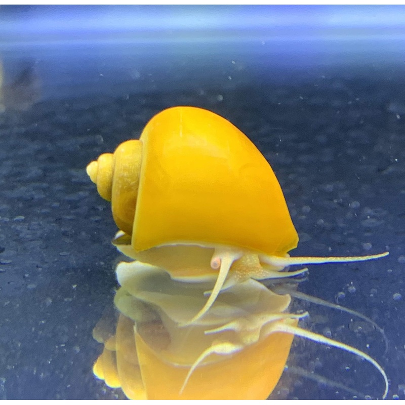 Gold Mystery Snail