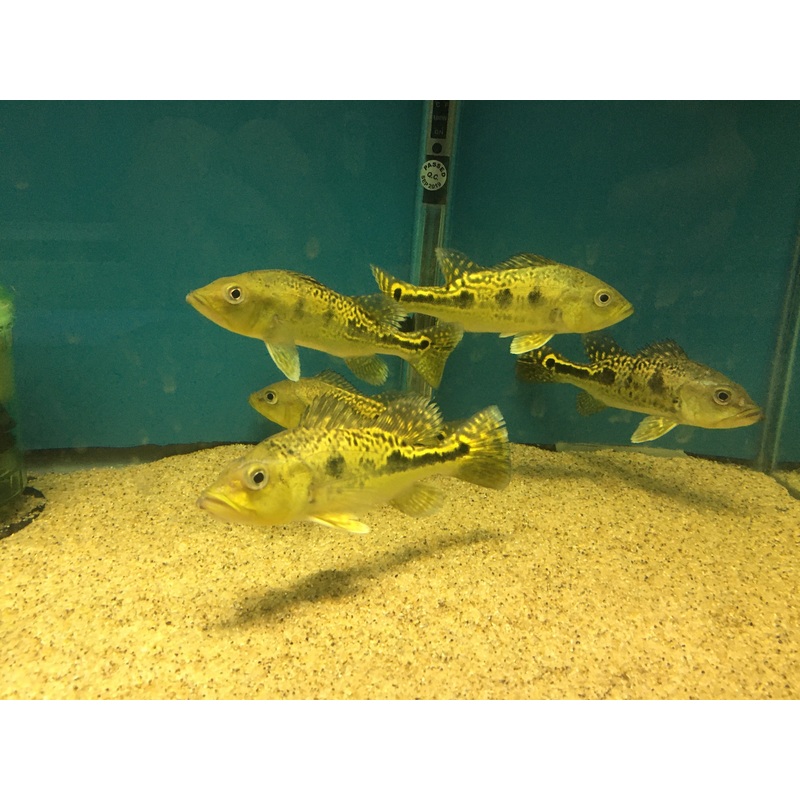 Golden Peacock Bass Cichla Kelberi