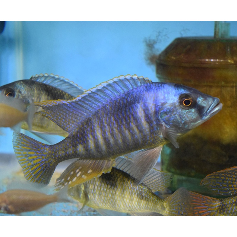 Hemitilapia Oxyrhancus Lg Pair