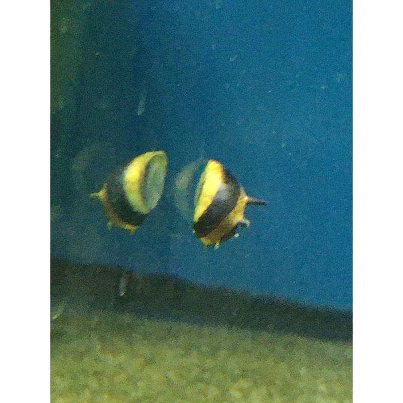 Horned Nerite Snail