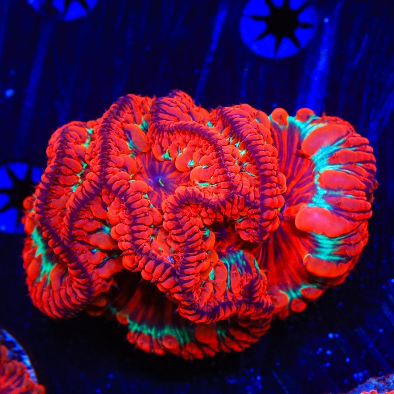 Insane Rainbow Blastomussa Coral