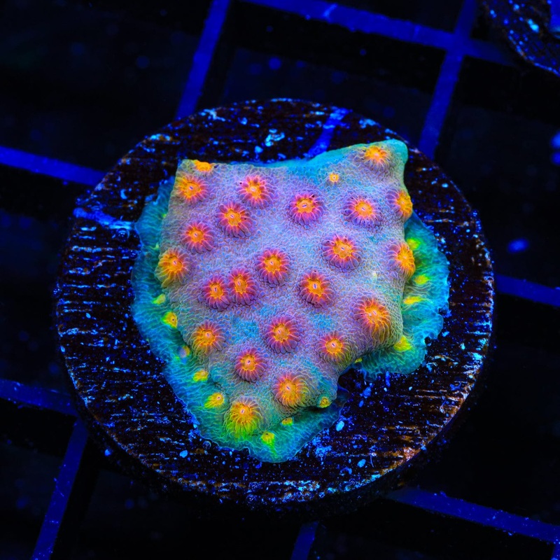 JF Buzz Kill Cyphastrea Coral