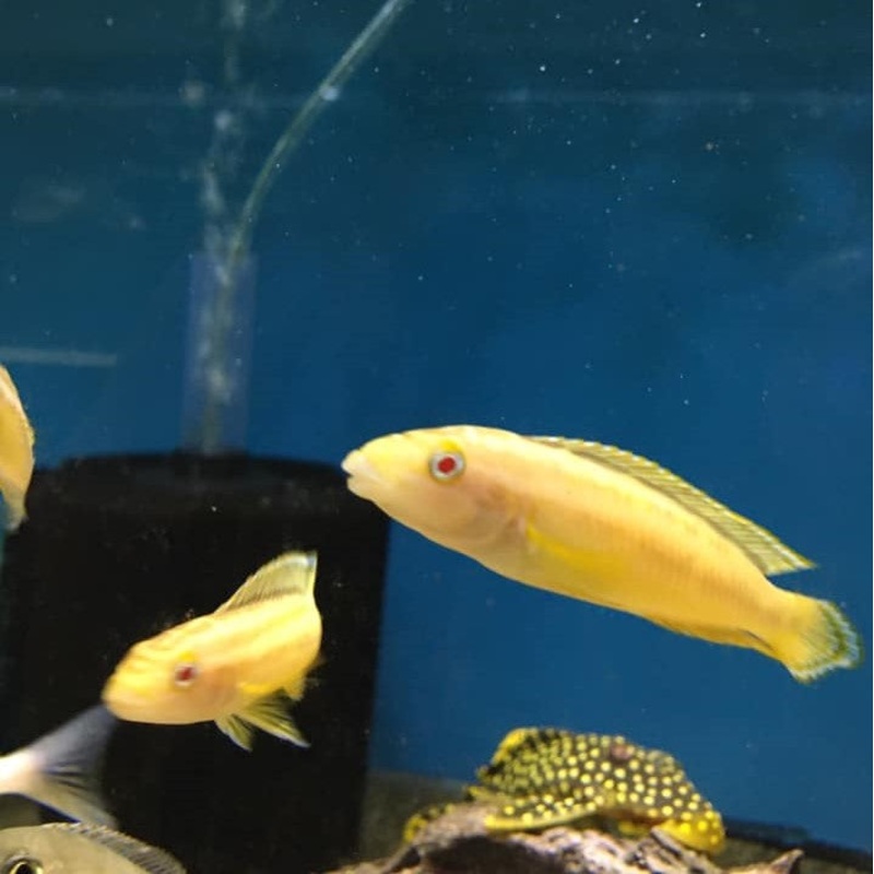 Julidochromis Ornatus Albino