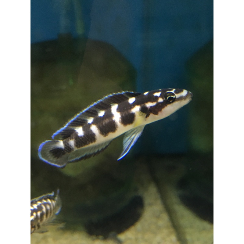 Julidochromis Transcriptus Bemba