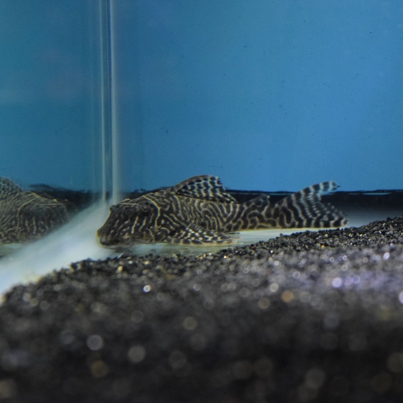 King Tiger Pleco L66