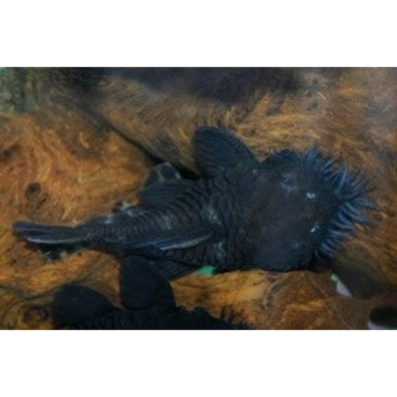 L34 MEDUSA PLECO 2" - 3" -  Ancistrus ranunculus