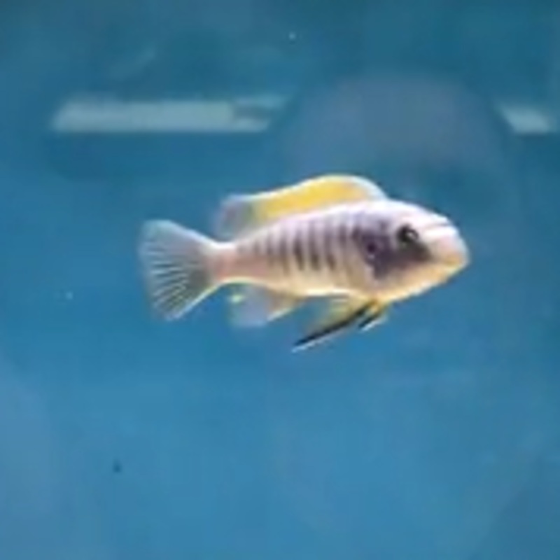 Labeotropheus Trewavasae Red Top Medium