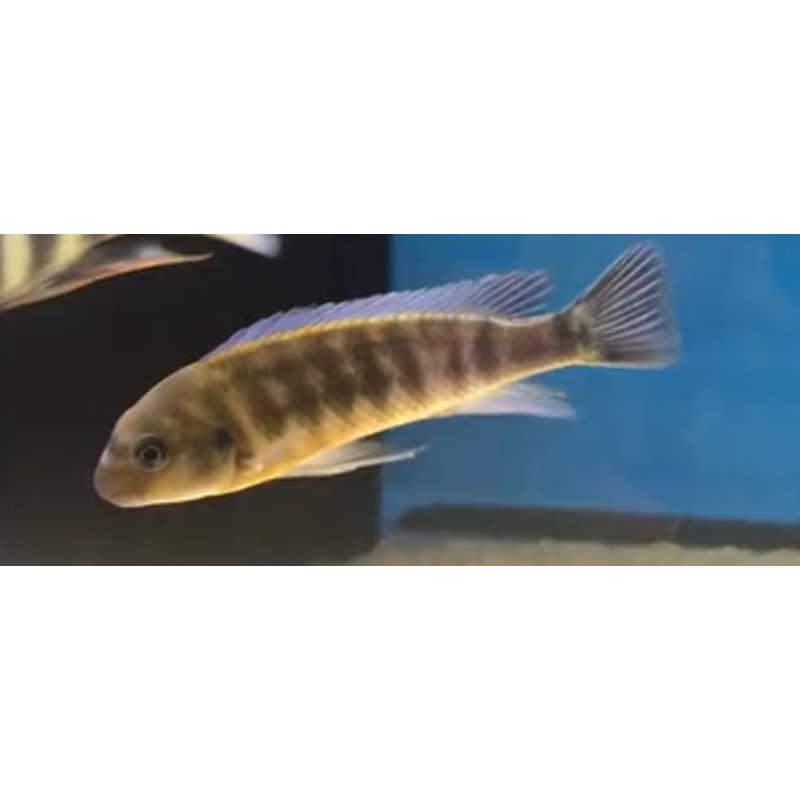 Labeotropheus Trewavassae Chilumba