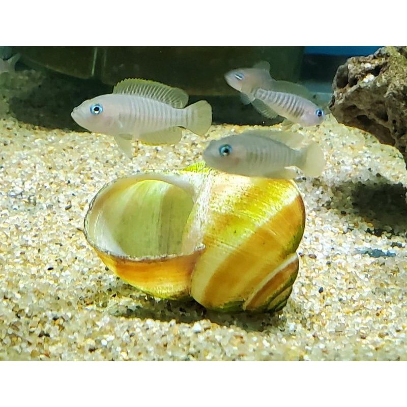 Lamprologus Multifasciatus