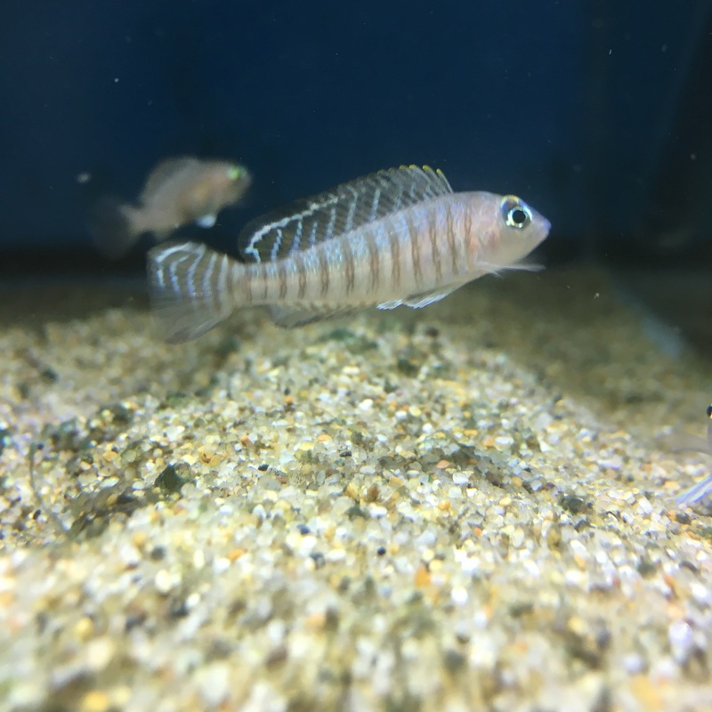 Lamprologus Signatus