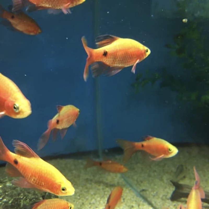 Longfin Rosy Barb