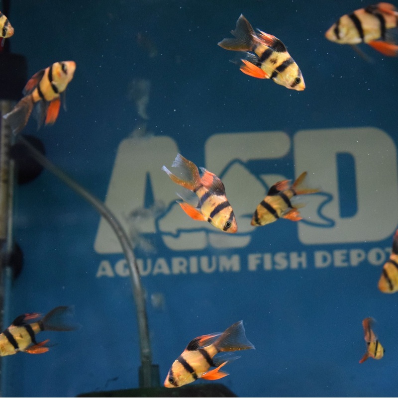 Longfin Tiger Barb
