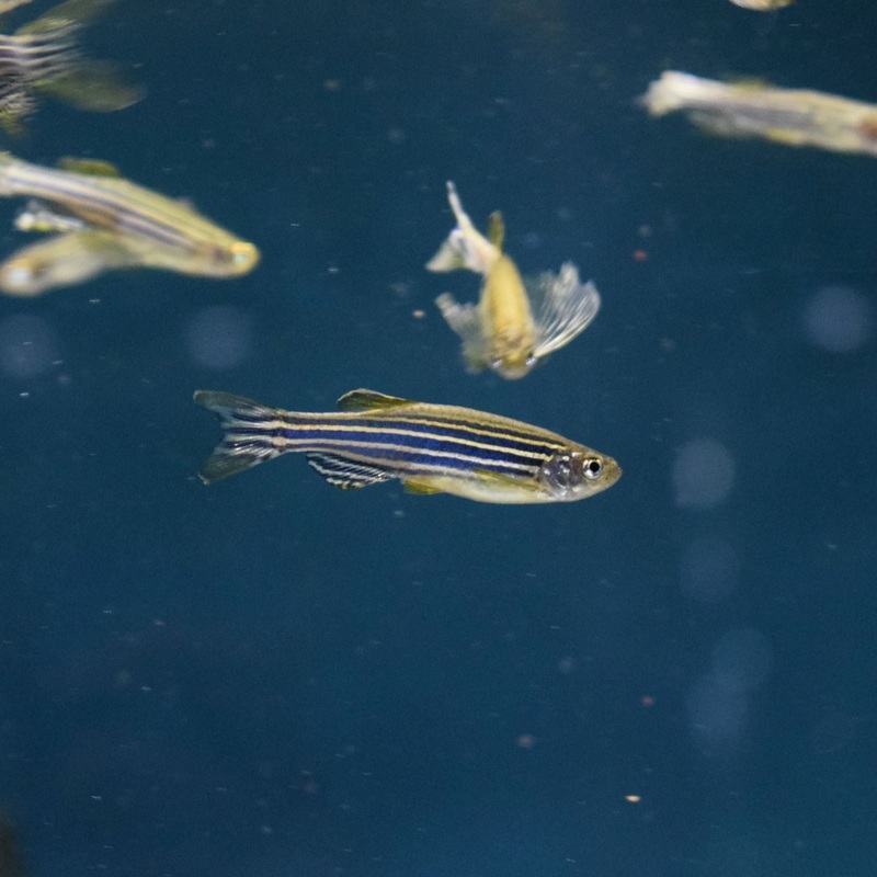 Longfin Zebra Danio