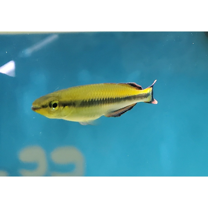 Madagascar Rainbow Extra