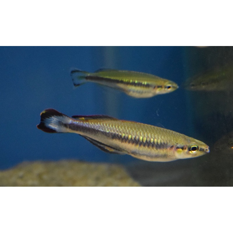 Madagascar Rainbowfish