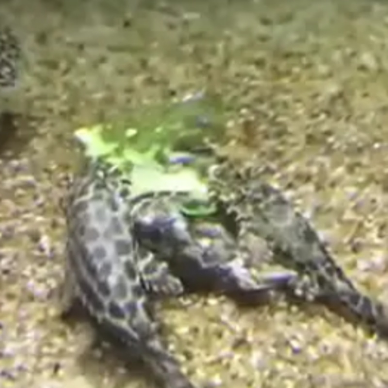 MARBLED SAIL FIN PLECO 6-8"