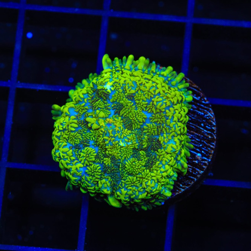 Margarita Rhodactis Mushroom Coral