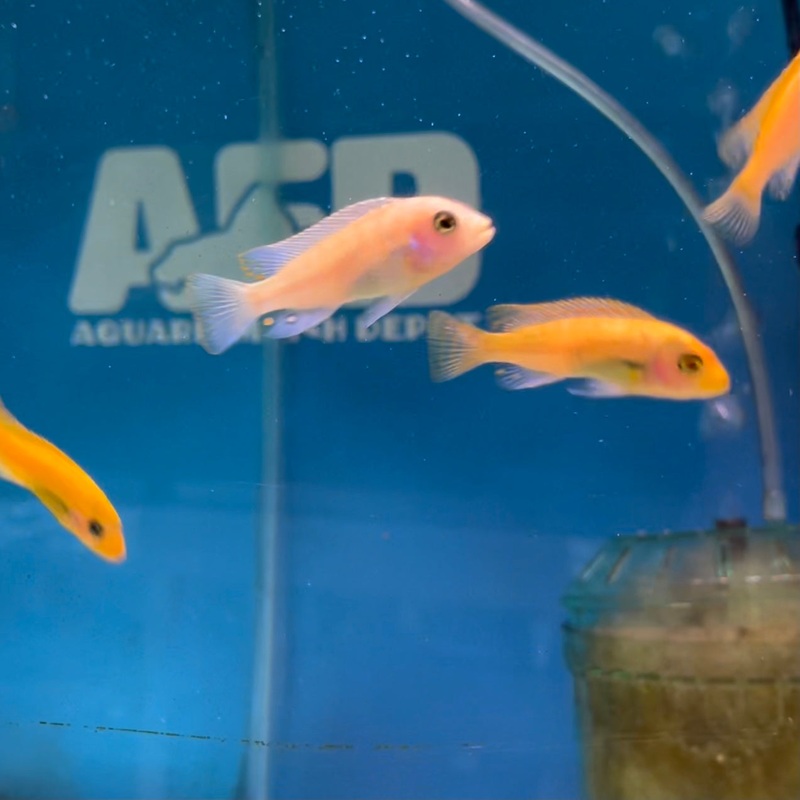 Metriclima Red Zebra (small-medium)