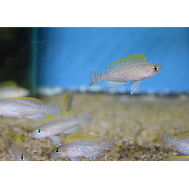 Neolamprologus Caudopunctatus Red Fin